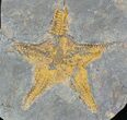 Large Fossil Starfish (Petraster?) - Part/Counterpart #28033-2